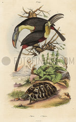 Common tortoise  sulfur-breasted toucan and white-throated toucan.