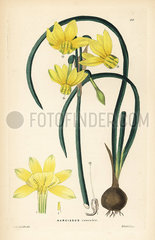Narcissus cernuus daffodil.