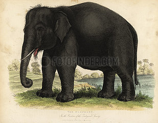 Asian elephant  Elephas maximus  endangered.