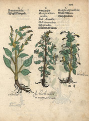 White beet  Beta vulgaris  and garden orache  Atriplex hortensis.