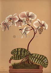 Phalaenopsis schilleriana orchid.