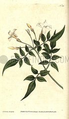Common jasmine or jessamine  Jasminum officinale.