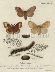 Pine tree lappet and oak eggar moths.