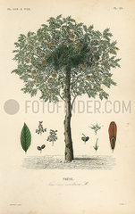 European ash tree  Fraxinus excelsior.