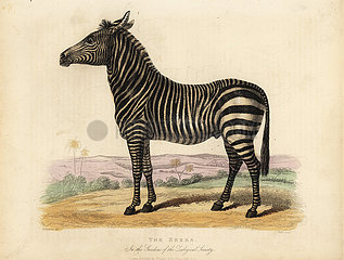 Plains zebra  Equus quagga.