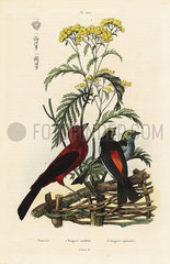 Brazilian tanager  Ramphocelus bresilius  and paradise tanager  Tangara chilensis.