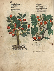 Jujube  Ziziphus zizyphus  and strawberry tree  Arbutus unedo.