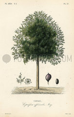 Copaiba tree  Copaifera officinalis.