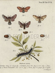Eastern eggar and small eggar moths.