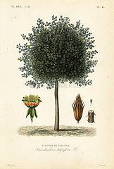 American tulip tree or tulipwood  Liriodendron tulipifera.