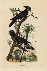 Palm cockatoo and red-tailed black cockatoo.