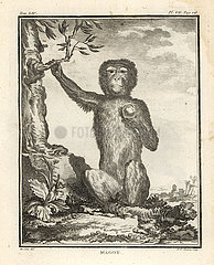 Barbary macaque or magot  Macaca sylvanus. Endangered.