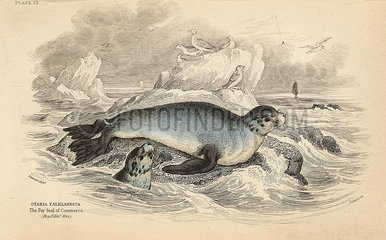 South American fur seal  Arctocephalus australis.