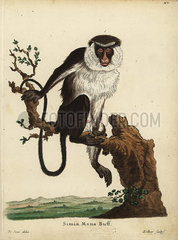 Mona monkey  Cercopithecus mona.