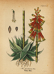 Fynbos aloe  Aloe succotrina.