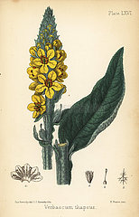Great mullein  Verbascum thapsus.