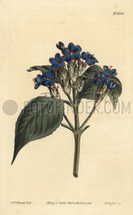 Blue sage  Eranthemum pulchellum.