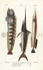 Lesser spiny eel  swordfish and wolf-fish.