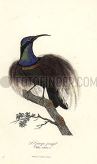 Magnificent riflebird  Ptiloris magnificus.