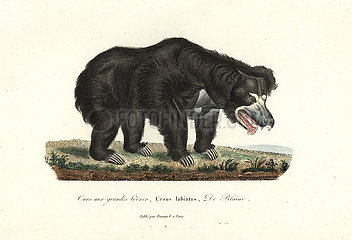 Sloth bear  Melursus ursinus.