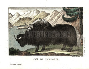 The yak of Tartary  painted by George Stubbs.