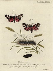 Hebe tiger moth  Arctia festiva.