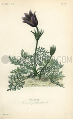 Pasqueflower or Dane’s blood  Anemone pulsatilla.