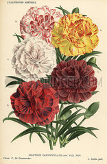 New varieties of carnations  Dianthus caryophyllus.