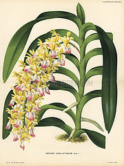 Cat's-tail orchid or fox brush orchid  Aerides houlletianum.