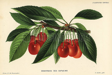 Cherry variety  Bigarreau des Capucins  Prunus avium.