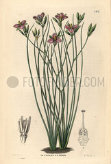 Slender fringe-lily  Thysanotus tenuis.