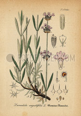 Lavender  Lavandula angustifolia.
