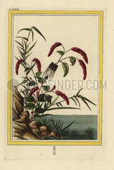 Chinese knotweed  Persicaria orientalis.