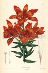 Siberian lily  Lilium pensylvanicum.