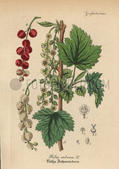 Redcurrant  Ribes rubrum.