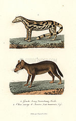 East Indian linsang and dhole (endangered).