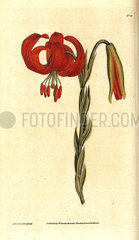 Chalcedonian lily  Lilium chalcedonicum.