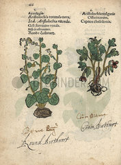 Smearwort  Aristolochia rotunda vera  and birthwort  Aristolochia vulgaris.