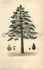Black pine or Austrian pine  Pinus nigra subsp. laricio.
