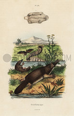 Duck-billed platypus  Ornithorhynchus anatinus.