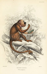 Brown howler monkey  Alouatta guariba. Critically endangered.