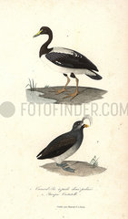 Magpie goose and crested auklet.