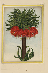 Crown imperial  Fritillaria imperialis.