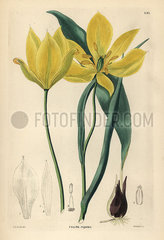 Didier's tulip or garden tulip  Tulipa gesneriana.