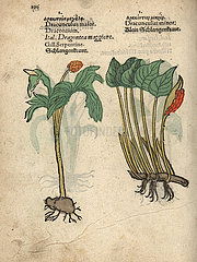 Bog arum  Calla palustris.