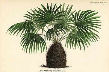 Needle palm  Rhapidophyllum hystrix.