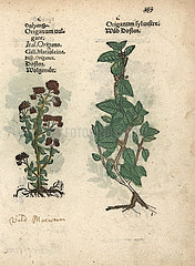 Wild marjoram or oregano  Origanum vulgare.