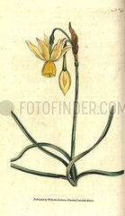 Reflexed daffodil  Narcissus triandrus.