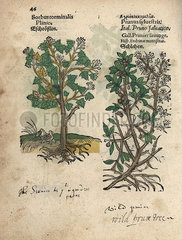 Wild service tree  Sorbus torminalis  and wild plum  Prunus sylvestris.