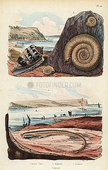 Admiral cone  larval stage of lamprey  and extinct ammonite.